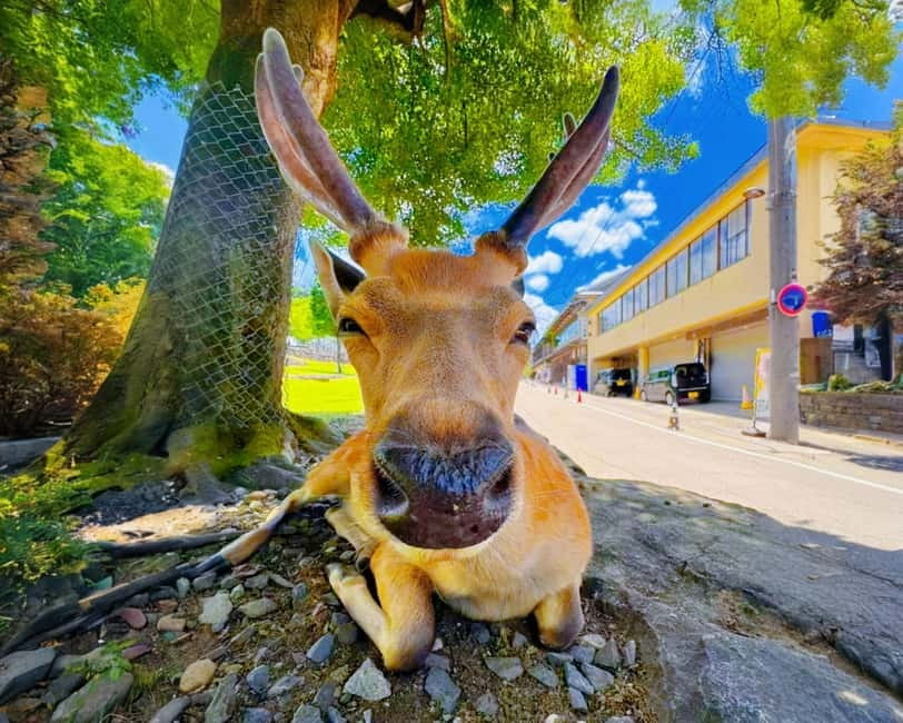 From Osaka: Nara Deer & Kyoto Kiyomizudera Sightseeing Tour - One day, three Japanese identities