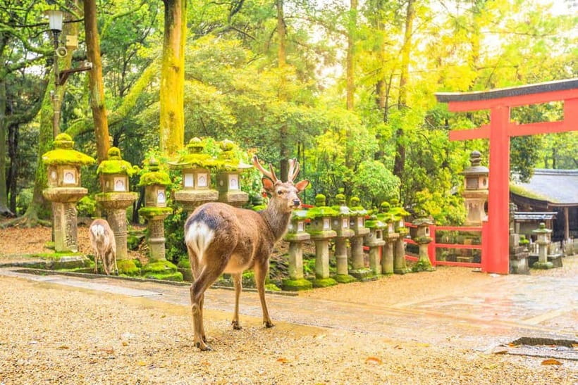 From Osaka: Nara Deer & Kyoto Kiyomizudera Sightseeing Tour - What the $69 price really buys