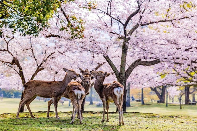 From Osaka: Nara Deer & Kyoto Kiyomizudera Sightseeing Tour - Nara Park and its free-roaming deer