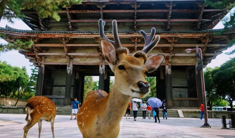 From Osaka: Nara Deer & Kyoto Kiyomizudera Sightseeing Tour - Kiyomizudera gets the afternoon