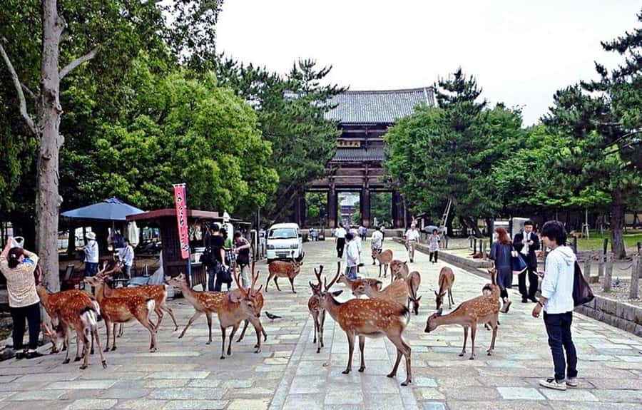 From Osaka: Nara, Kiyomizu-dera & Fushimi Inari Trip - Why this Osaka day trip works