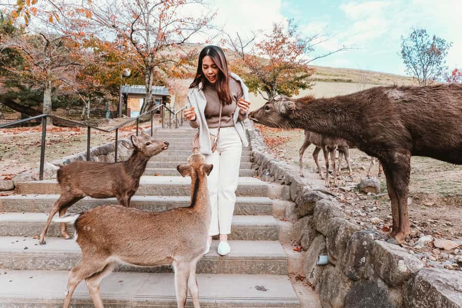 From Osaka: Nara, Kiyomizu-dera & Fushimi Inari Trip - Nara Park and the deer