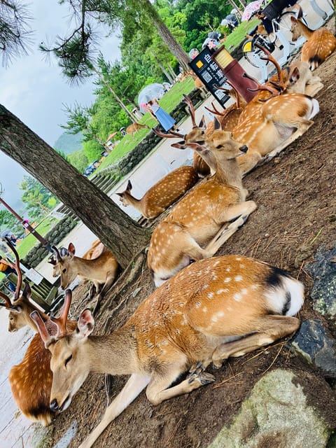 From Osaka: Nara Private Tour with Meet-Up at Your Hotel - Himuro Shrine, a quieter pause