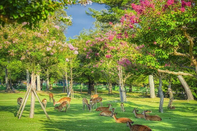 From Osaka or Kyoto: Kyoto and Nara 1-Day Bus Tour - One bus, four famous stops, and a very full day