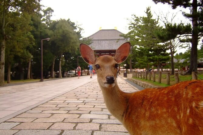 From Osaka or Kyoto: Kyoto and Nara 1-Day Bus Tour - What the guides add, and where the experience can fall short