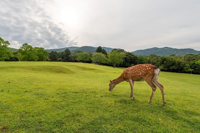 From Osaka or Kyoto: Kyoto and Nara 1-Day Bus Tour - Nara Park and Todaiji: deer, gardens, and the Great Buddha