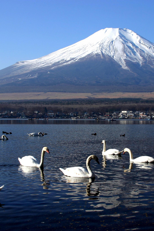 From Tokyo: Fuji Mountain Area - FujiQ - Lake Kawaguchiko - Chureito Pagoda - Oshino Hakkai and its spring-fed ponds