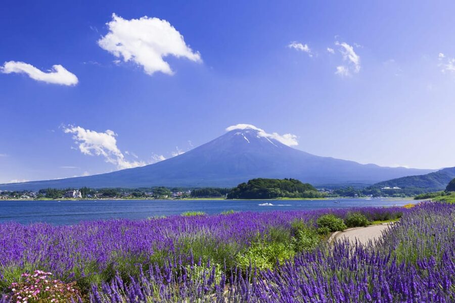 From Tokyo: Fuji Mountain Area - FujiQ - Lake Kawaguchiko - Chureito Pagoda - Oishi Park and the first clear Fuji view