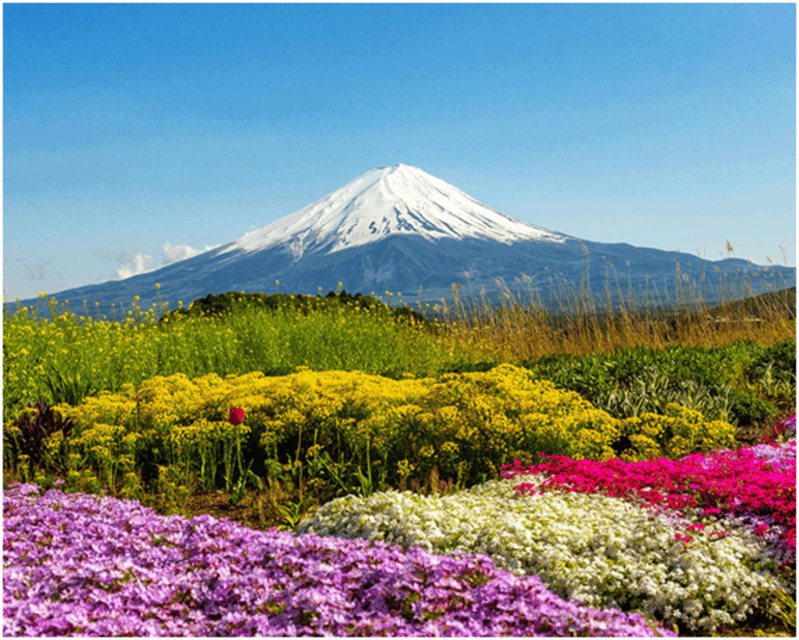 From Tokyo: Mt.Fuji, Lake Kawaguchi, Oshino Hakkai Day Tour - Who will enjoy this day most