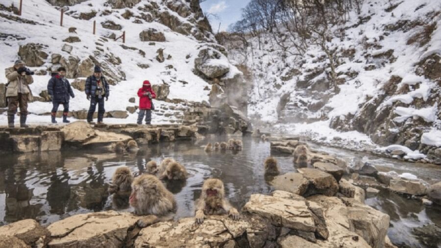 From Tokyo: Private Tour Snow Monkey Park & Zenko-ji Temple - Key points to know before you book