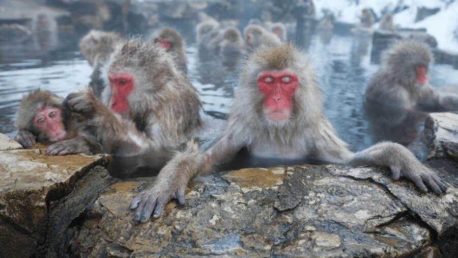 From Tokyo: Private Tour Snow Monkey Park & Zenko-ji Temple - Why this private Nagano trip makes sense from Tokyo