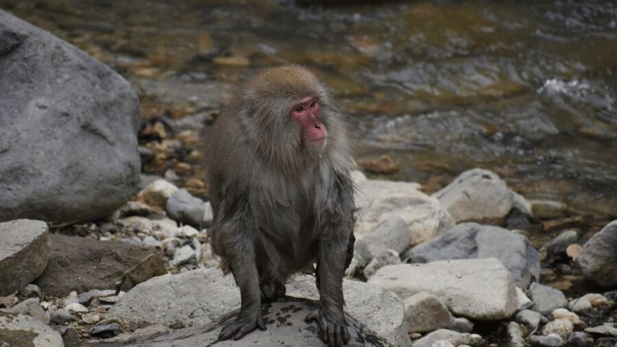 From Tokyo: Private Tour Snow Monkey Park & Zenko-ji Temple - Matsushiro Castle Ruins and a short history stop