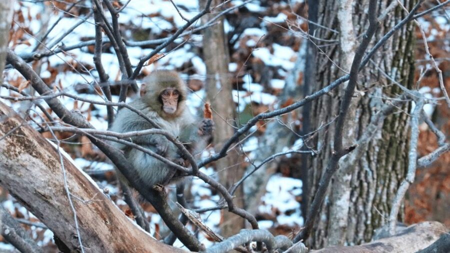 From Tokyo: Private Tour Snow Monkey Park & Zenko-ji Temple - Obuse for local food and a slower final stop