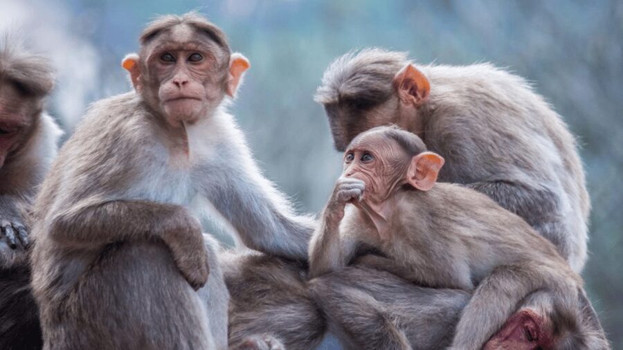 From Tokyo: Private Tour Snow Monkey Park & Zenko-ji Temple - The comfort of a private vehicle, and its limits