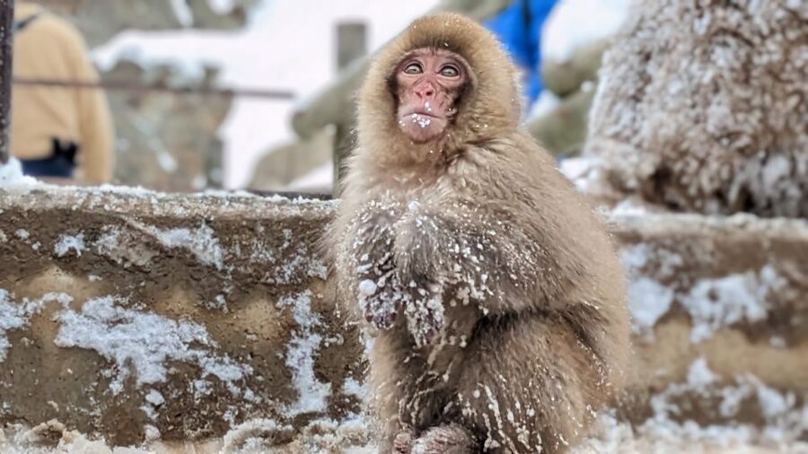 From Tokyo: Snow Monkey 1 Day Tour with Beef Sukiyaki Lunch - Who should book this full-day trip?