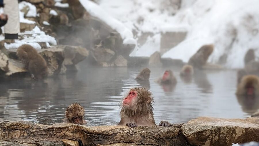 From Tokyo: Snow Monkey 1 Day Tour with Beef Sukiyaki Lunch - Beef sukiyaki at Shinshu Fruitsland
