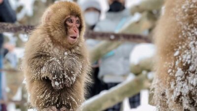Snow Monkey 1 Day Tour with Beef Sukiyaki Lunch