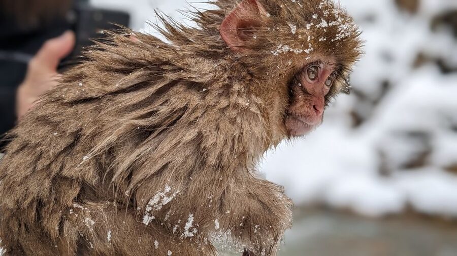 From Tokyo: Snow Monkey 1 Day Tour with Beef Sukiyaki Lunch - The icy forest path to Jigokudani Monkey Park