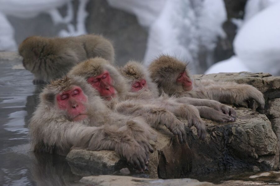 From Tokyo: Snow Monkey 1 Day Tour with Beef Sukiyaki Lunch - Guides, group size, and how the day runs