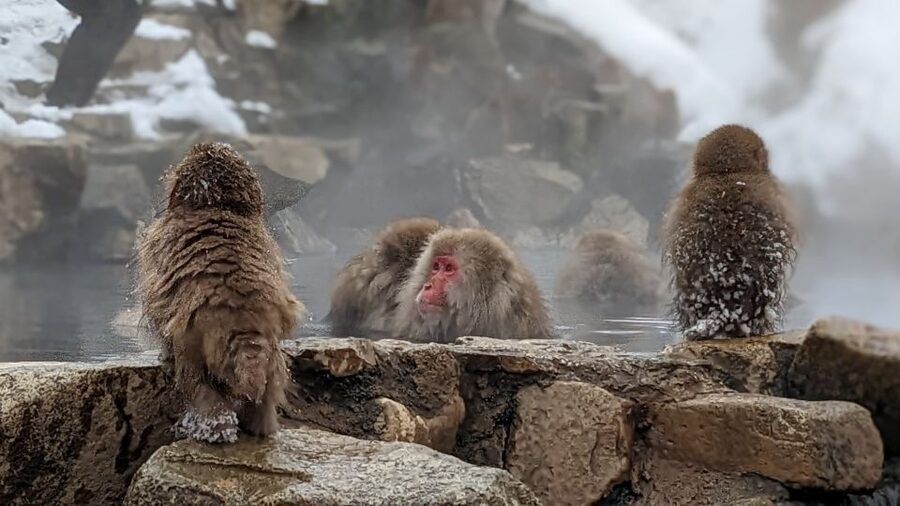 From Tokyo: Snow Monkey 1 Day Tour with Beef Sukiyaki Lunch - Is $151 a fair price?