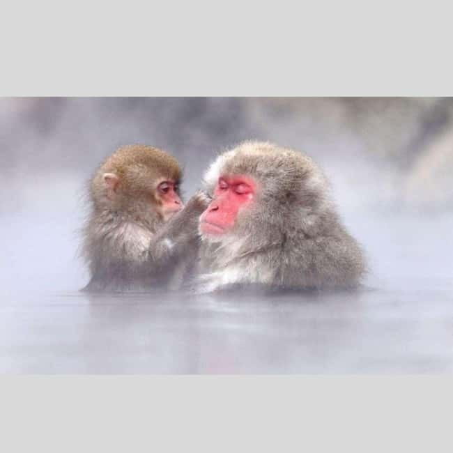 From Tokyo: Snow Monkey Park and Miso Production Day Tour - Zenko-ji Temple and Nagano’s spiritual center