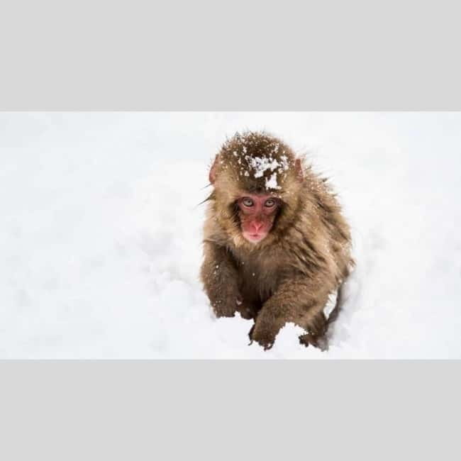 From Tokyo: Snow Monkey Park and Miso Production Day Tour - Matsushiro Castle Ruins and the samurai-era past