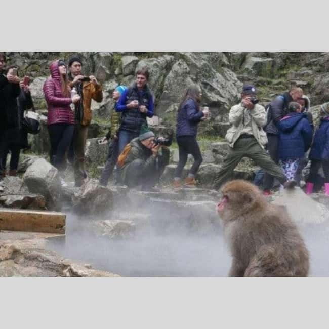 From Tokyo: Snow Monkey Park and Miso Production Day Tour - Shibu Onsen, a fitting end to a busy day