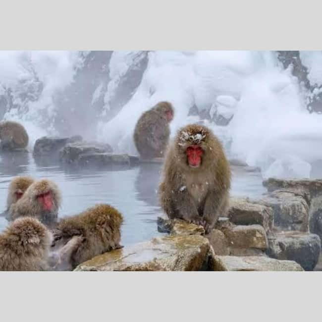 From Tokyo: Snow Monkey Park and Miso Production Day Tour - Price, timing, and what you still pay for