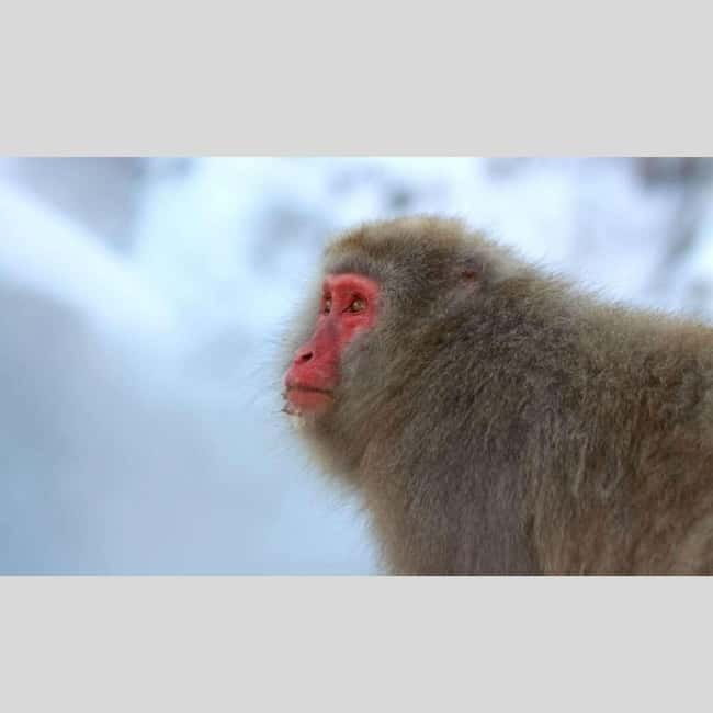 From Tokyo: Snow Monkey Park and Miso Production Day Tour - The long private ride from Tokyo