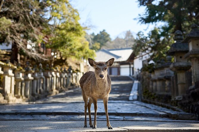 Full Day Guided Tour to Kyoto and Nara from Osaka by Van - How much walking and time pressure should you expect?