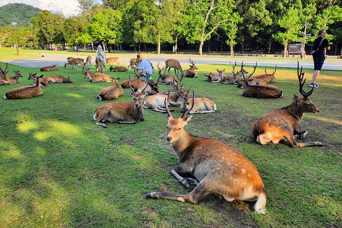 Full Day Guided Tour to Kyoto and Nara from Osaka by Van - Osaka departure and the ride to Kyoto