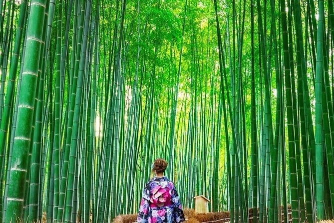 Guided Kyoto City Cherry Blossom One Day Private Tour - How the six stops fit into eight hours