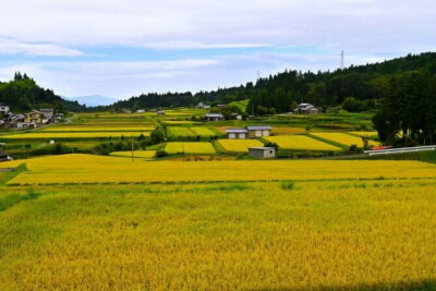 Hiking the Historic Nakasendo Trail [1 Day Tour from Nagoya]