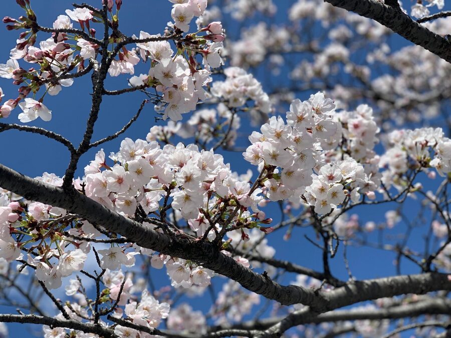 Hiroshima History Tour : A-Bomb Dome, Peace Memorial & City - Is $103 a fair price?