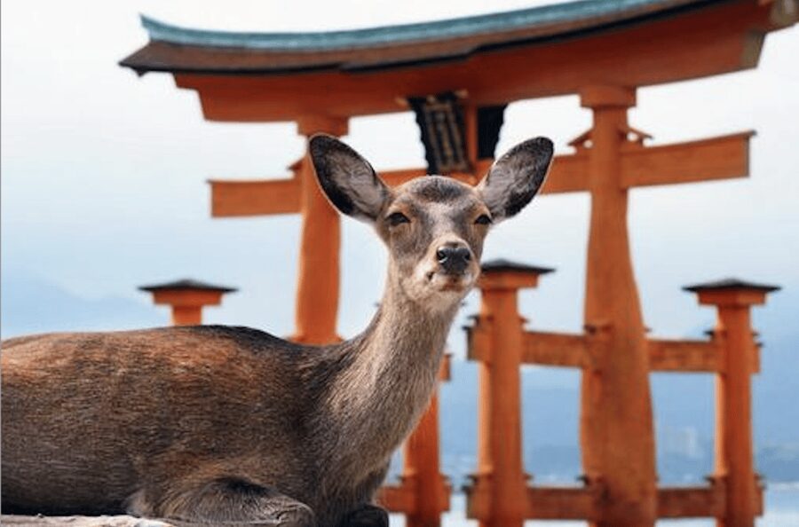 Hiroshima/Miyajima Private Custom Tour with Local Guide - A private way to see Hiroshima and Miyajima