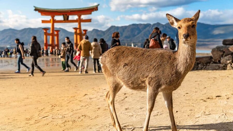 Hiroshima to Miyajima: Private Custom Tour with Ferry Ride - Why a private guide changes a Miyajima day