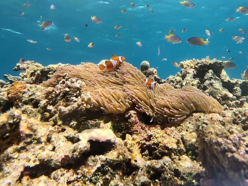 Iriomote: Boat Snorkeling Tour at Barasu Island - What you will see beneath the surface
