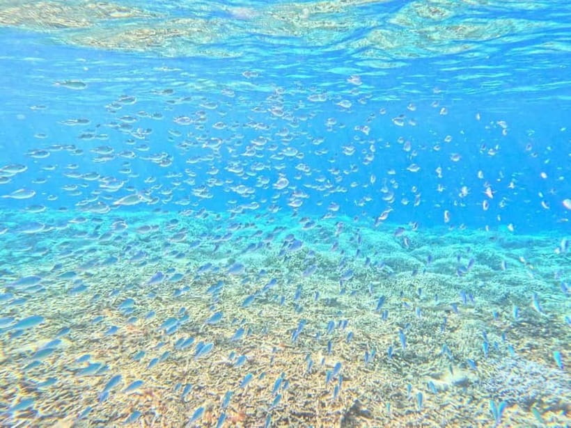 Iriomote: Boat Snorkeling Tour at Barasu Island - Free photos, with realistic expectations
