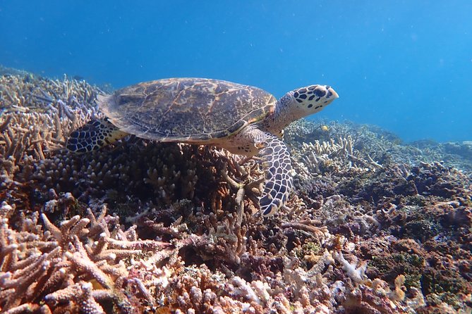 Iriomote Island 1-Day Snorkeling & Mangrove SUP or Canoe - A break before the second water activity