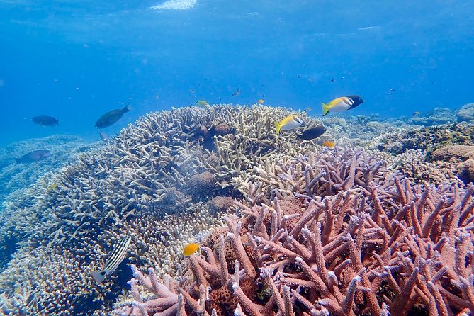 Iriomote Island 1-Day Snorkeling & Mangrove SUP or Canoe - Guides, equipment, and the free photos