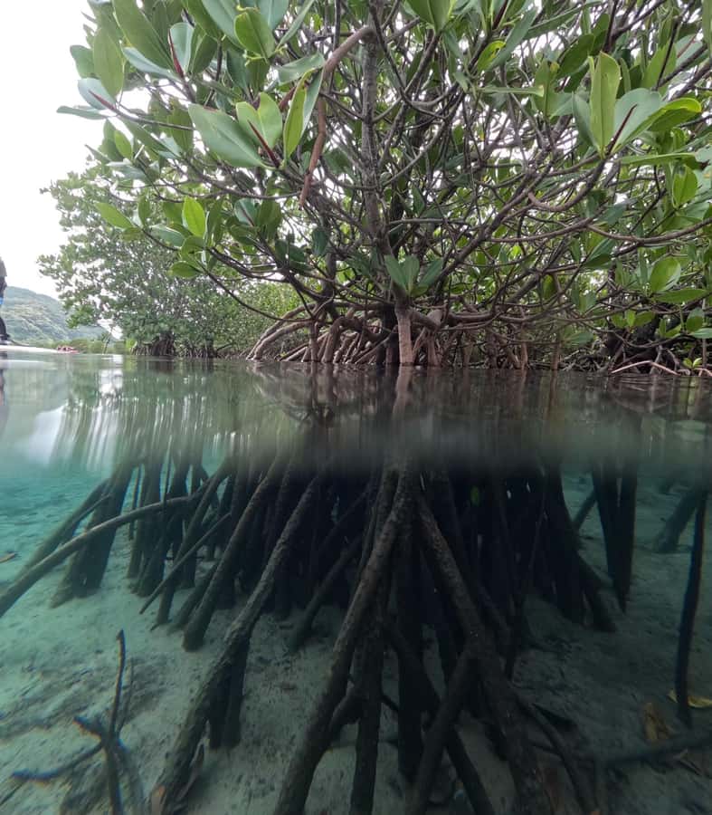Iriomote island: Mangrove River SUP or Canoe Cruising Tour - Should you book the Uehara mangrove tour?