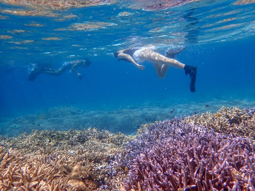 Ishigaki Island: Boat Snorkeling Tour at Phantom Island - Key points to know before booking