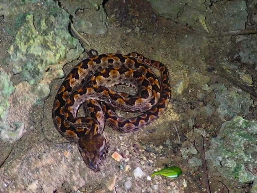 Ishigaki: Jungle Walk and Stargazing Night Tour - Why Ishigaki at night feels different