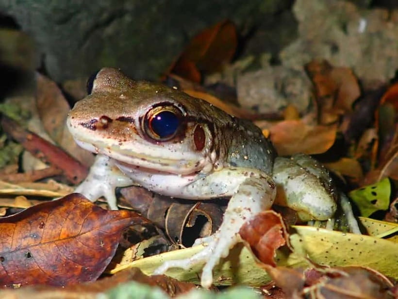 Ishigaki: Jungle Walk and Stargazing Night Tour - The one-hour jungle walk
