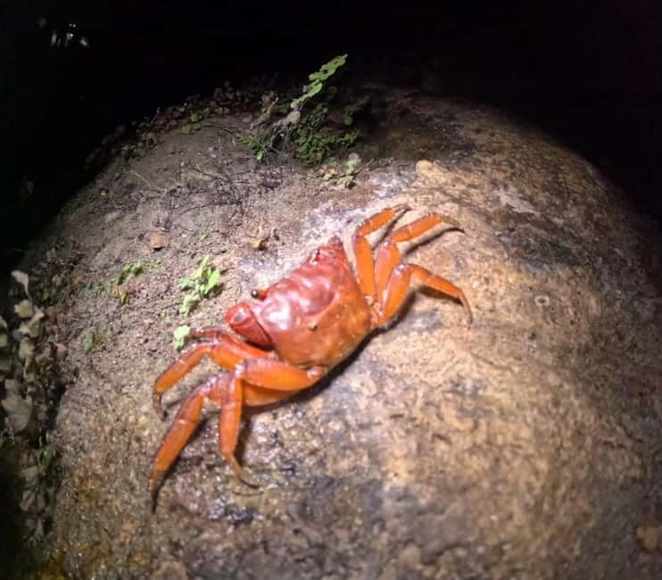 Ishigaki: Jungle Walk and Stargazing Night Tour - The starry sky and the limits of the forecast