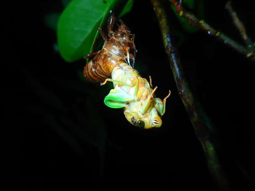Ishigaki: Jungle Walk and Stargazing Night Tour - Family suitability and group size