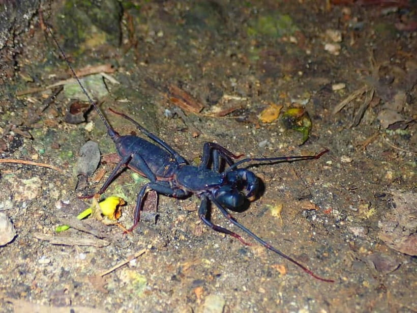 Ishigaki: Jungle Walk and Stargazing Night Tour - Is $31 a good value?