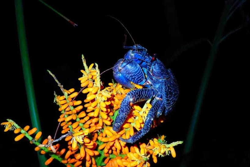 Ishigaki: Jungle Walk and Stargazing Night Tour - FAQ