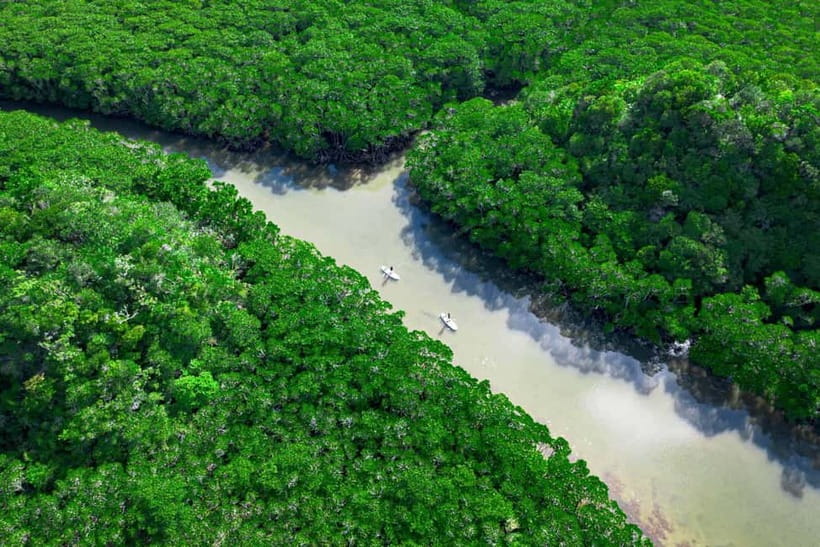 Ishigaki:Mangrove&Sea SUP/Kayak Tour with SLR&Drone footage - Drone photos above the mangroves