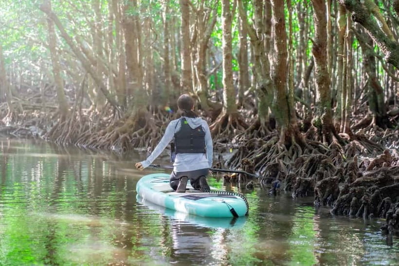 Ishigaki:Mangrove&Sea SUP/Kayak Tour with SLR&Drone footage - Weather, tides, and safety decisions
